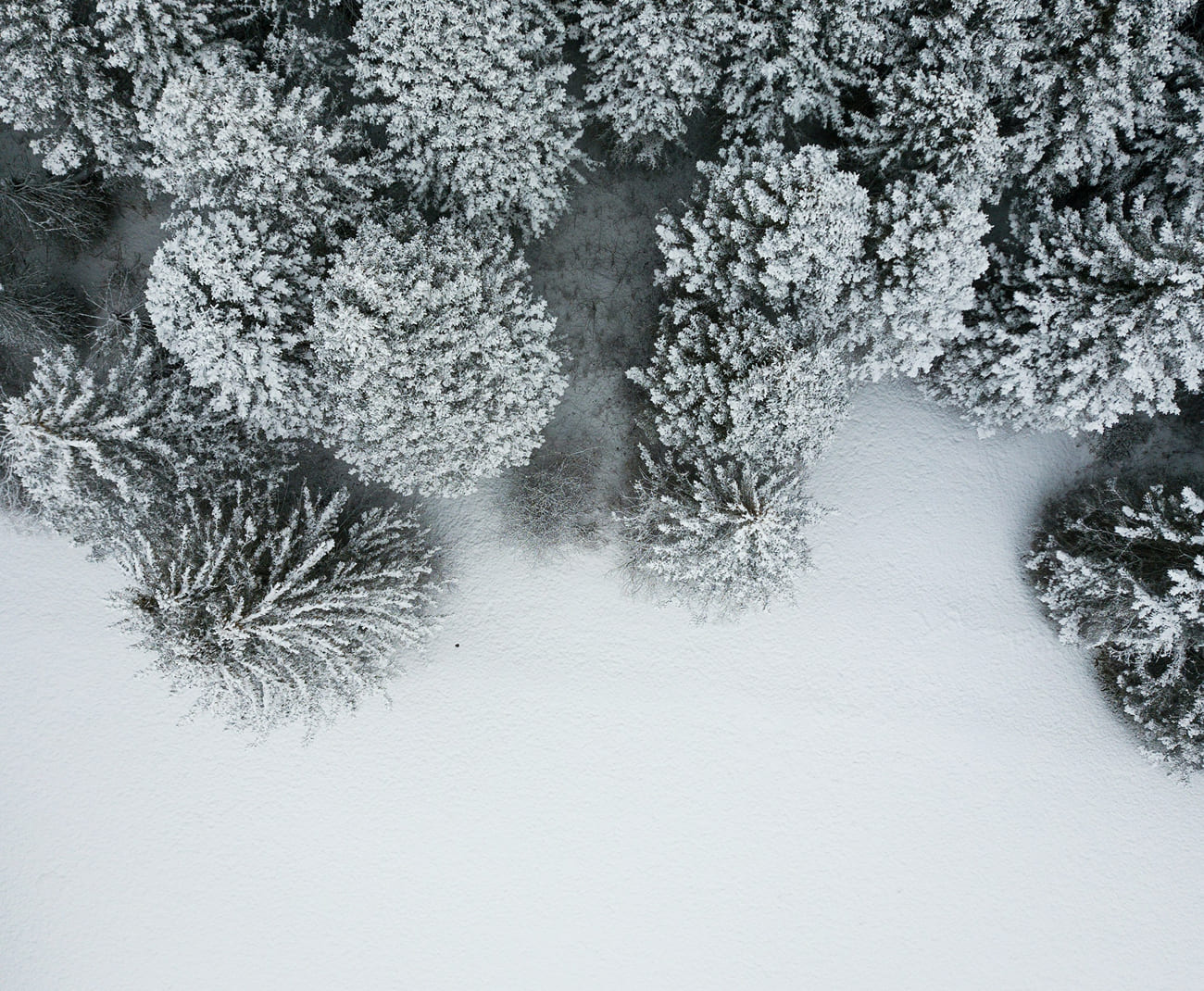 Luftaufnahme von verschneiten Tannenbäumen an der Grenze zu einer offenen Schneefläche
